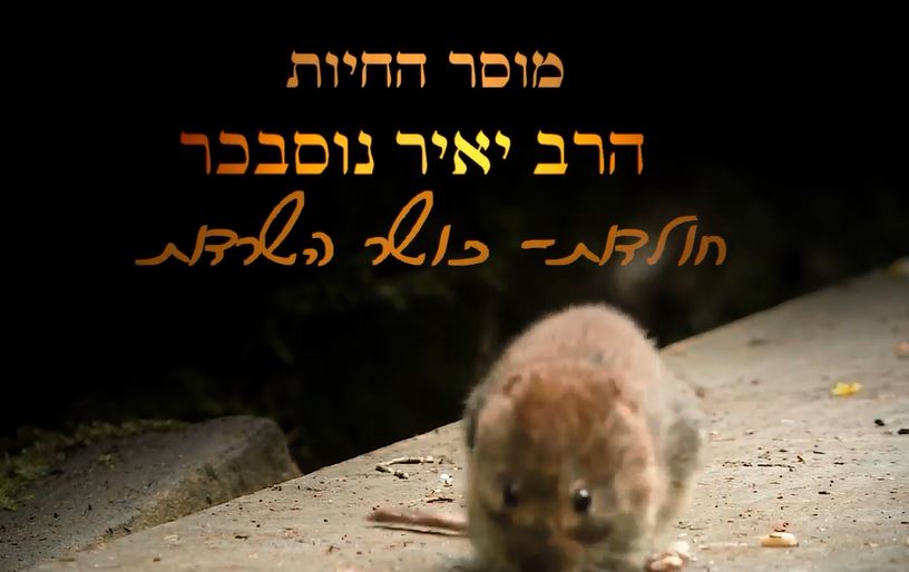 מוסר מהחיות: החולדות - כושר הישרדות - הרב יאיר נוסבכר
