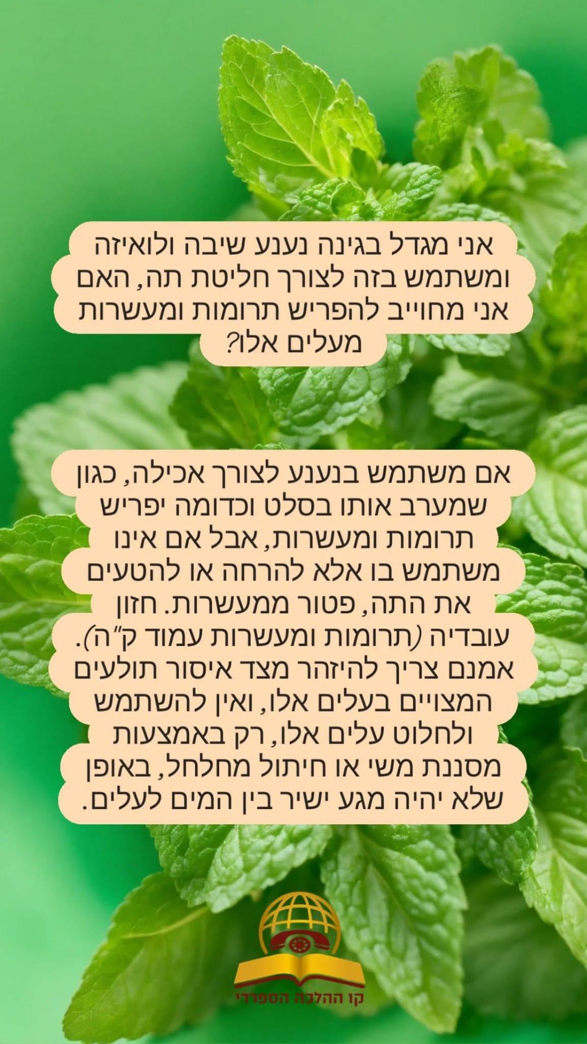 אני מגדל נענע שיבה ולואיזה האם חייב להפריש תרומות ומעשרות?